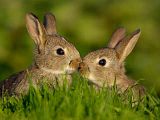 Kissing-Rabbits.jpg image by nubi28