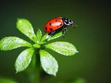 Ladybug.jpg image by nubi28
