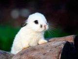 Little-White-Rabbit.jpg image by nubi28